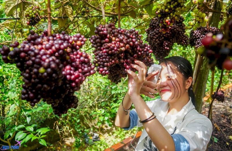 Vườn nho Tây Ninh thu hút du khách bởi vé vào cửa miễn phí