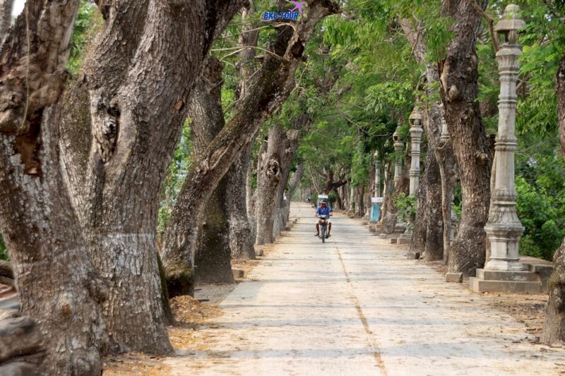 Hai hàng cây bên đường vào chùa Hàng Còng