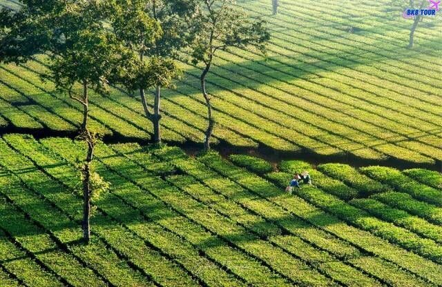 Biển Hồ Chè – đầy sức sống giữa lòng cao nguyên