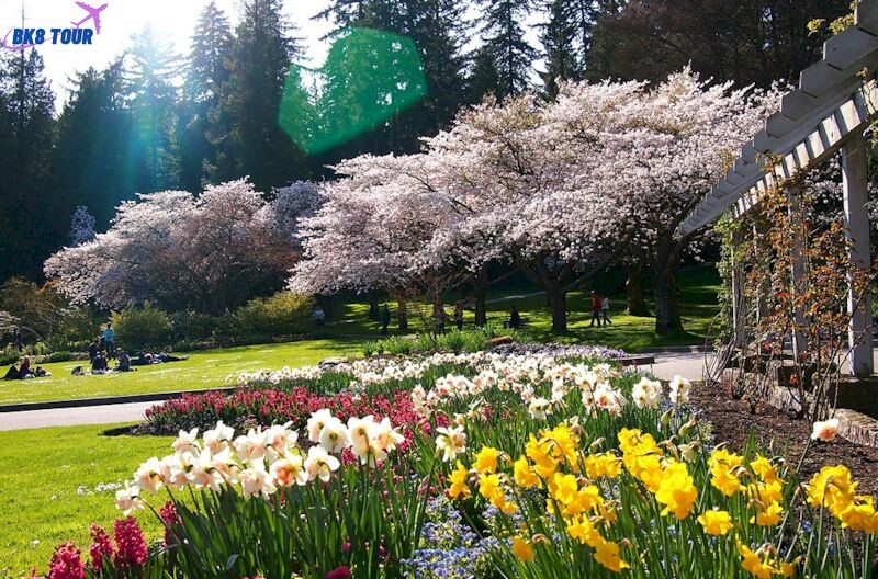 Hoa anh đào khoe sắc cùng nhiều loài hoa khác trong Stanley Park