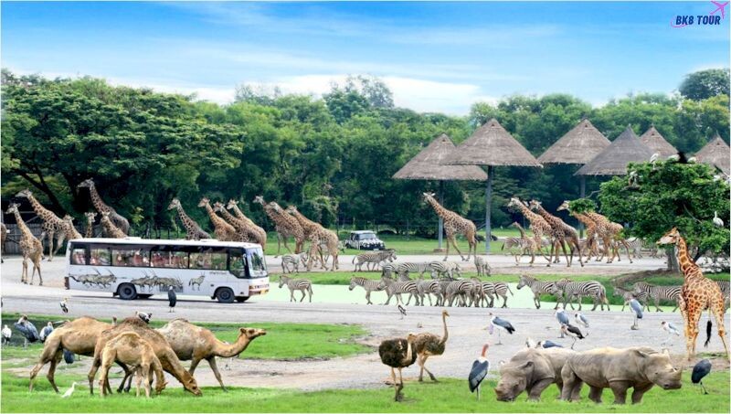 Công viên Safari là địa điểm thú vị khi đi tour du lịch chiang mai 