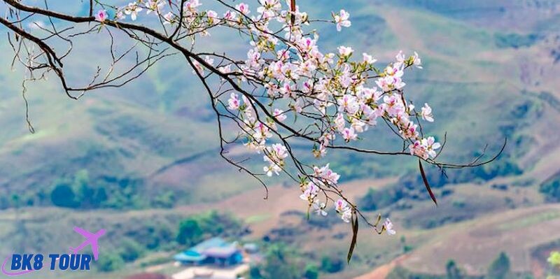 Giải đáp băn khoăn hoa ban nở tháng mấy? Nên ngắm hoa ban ở đâu?