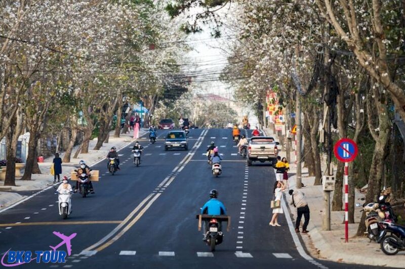 Ngắm hoa ban đẹp nhất tại Đà Lạt